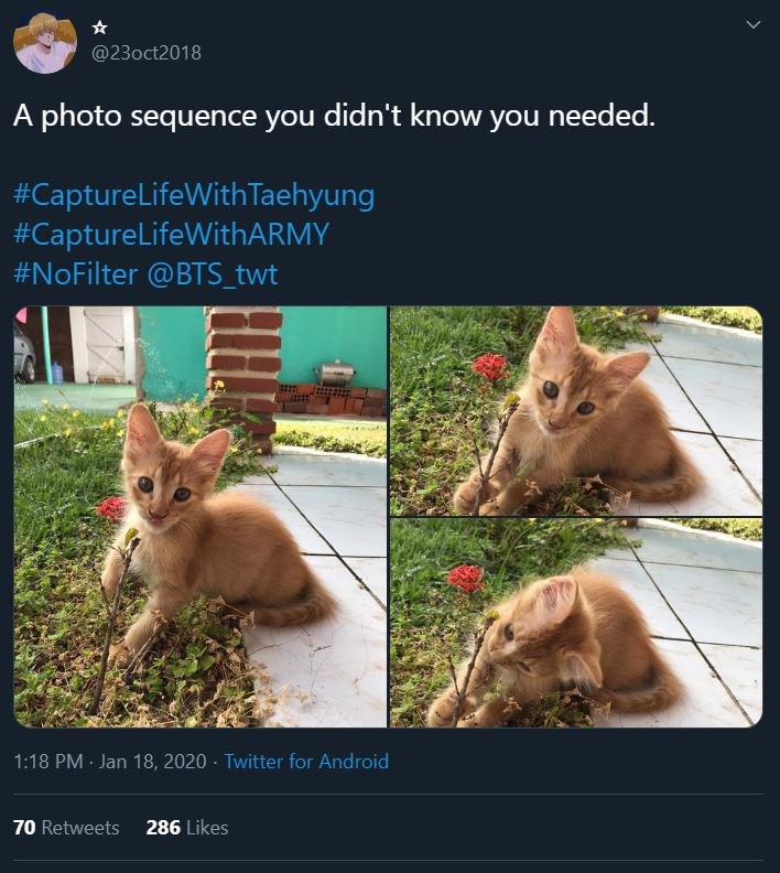 Tweet from an ARMY participating in the Bonus Mission Capture Life With ARMY. There are three photos of a medium fur ginger kitten. The kitten is lying half on a tiled pathway, half on the grass, and is clutching a plant with a red flower in its paws.