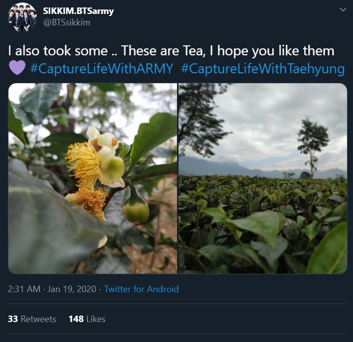 Tweet from an ARMY participating in the Bonus Mission Capture Life With ARMY. The photos are of tea plants. One is a close up on a flower, the other is of a field of tea plants.